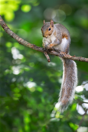 Portrait of a grey squirrel standing on a tree branch, UK.の写真素材