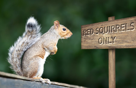 Grey squirrel facing Red Squirrels Only signの写真素材