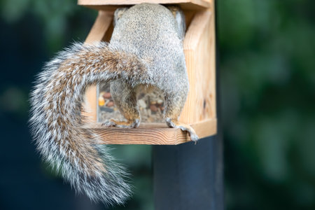 Portrait of a grey squirrel eating nuts and seeds on a squirrel feeder, UK.の写真素材
