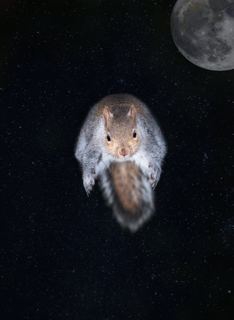 Close-Up of a grey squirrel leaping against a night sky with full moonの写真素材