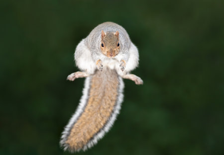 Close-up of a grey squirrel jumping, UK.