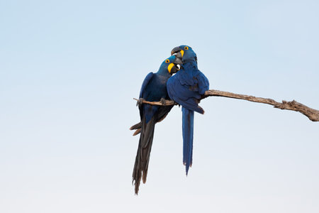 Hyacinth macaws perched on a tree branch, South Pantanal, Brazil