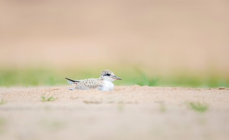 Yellow-billed tern chick on a sandy river bank, Pantanal, Brazil.