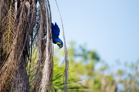 Hyacinth macaw eating palm fruit, South Pantanal, Brazilの写真素材