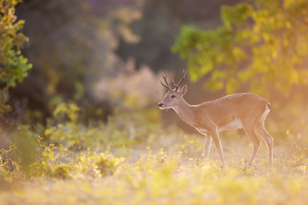 Pampas deer standing in a meadow under soft sunset light, Brazil.の写真素材