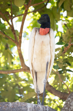 Jabiru standing on a tree branch, Pantanal, Brazil.の写真素材