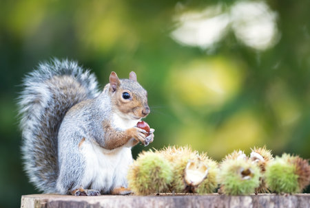 Grey squirrel eating sweet chestnut fruit in autumn, UK.の写真素材