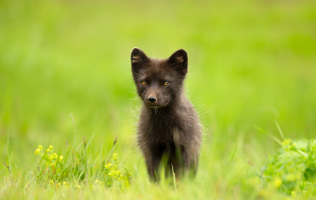 Arctic fox female standing in a meadow, Icelandの写真素材