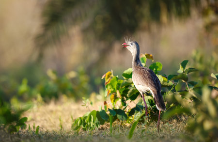 Red-legged seriema standing in its natural environment, Pantanal, Brazil.の写真素材