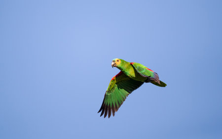 Blue-fronted amazon parrot in flight against a blue sky, Pantanal, Brazil.
