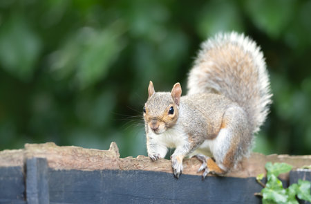 Portrait of a cute curious grey squirrel standing on a garden fence UK.