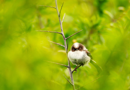 Long-tailed tit juvenile perched on a tree branch, UK.の写真素材