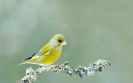 European greenfinch perched on a mossy tree branch against clear green background, UK.