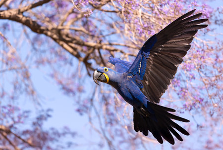 Close-up of a Hyacinth macaw in flight, South Pantanal, Brazilの写真素材