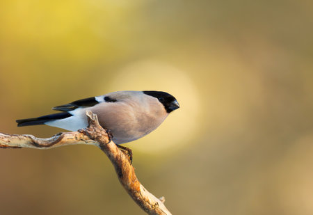Eurasian bullfinch perched on a tree branch against colourful background, UK.の写真素材