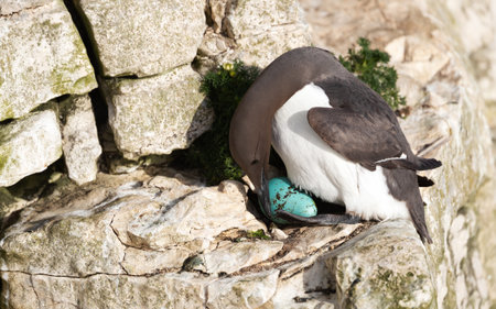 Common guillemot nesting and protecting its egg on a sea cliff, UK.の写真素材
