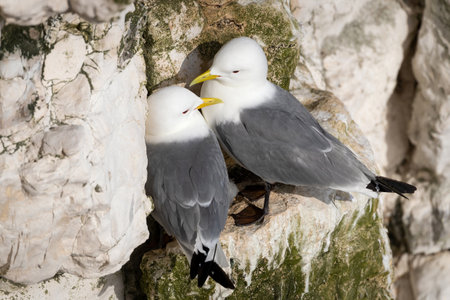 Kittiwakes nesting on a sea cliff edge, UK.の写真素材