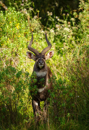 Portrait of a Mountain Nyala standing in a forest.の写真素材