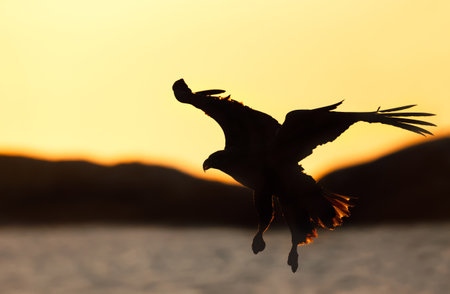 White-tailed sea eagle in flight at sunset, Norway.