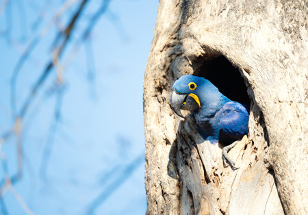 Hyacinth macaw nesting in a palm tree, South Pantanal, Brazil.の写真素材