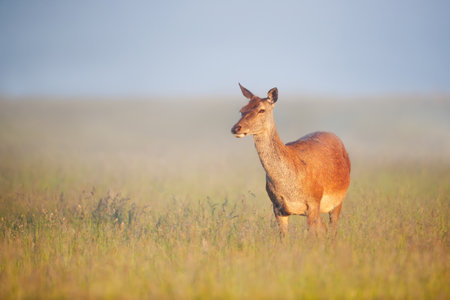 Red deer hind standing in green grass in spring, UK.の写真素材