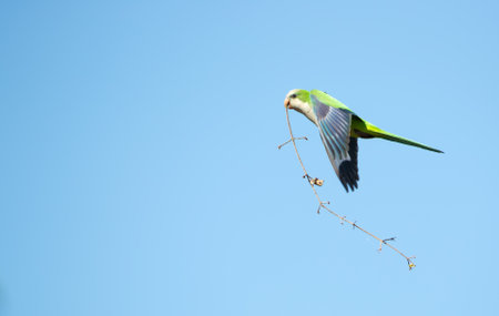 Monk parakeet in flight with nesting material in its beak, Pantanal, Brazil.の写真素材