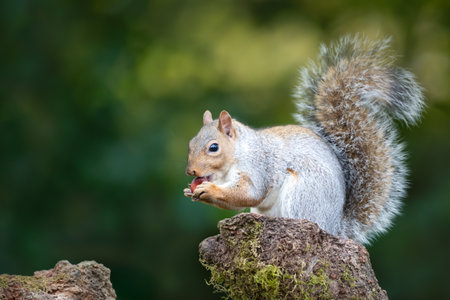 Grey squirrel eating nut on a mossy tree stump, UKの写真素材
