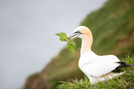 Portrait of a Northern gannet carrying nesting material in its beak, UK.の写真素材