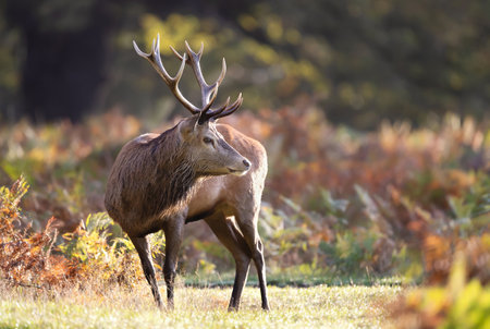 Red deer stag standing in a meadow during the rut in autumn, UK.の写真素材