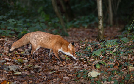 Portrait of a red fox searching food in a forest at night, UK.の写真素材