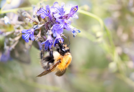 Close-up of a honey bee on purple salvia flower collecting nectar, UK.の写真素材