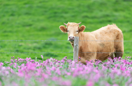 Close-up of a young cow curiously standing near a wire fence in a green meadow, UK.の写真素材