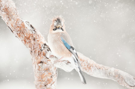 Eurasian jay perched on a tree branch in the falling snow in winterの写真素材