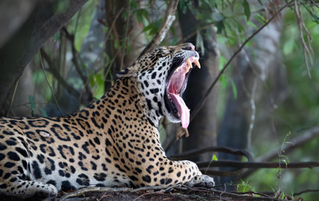 A striking close-up of a jaguar (Panthera onca) yawning, revealing its powerful jaws and sharp teeth, Pantanal, Brazil.の写真素材