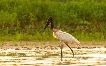 Close-up of a jabiru stork (Jabiru mycteria) wading through shallow water in the Pantanal region of Brazil.の写真素材