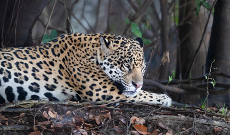 Close-up of a jaguar (Panthera onca) resting on a river bank, Pantanal, Brazil.