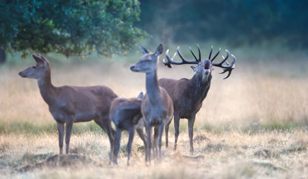 Red deer stag roaring during rutting season, UKの写真素材