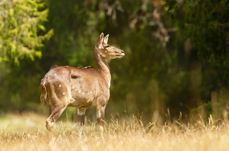Portrait of a Mountain Nyala standing in a forest, Ethiopia.の写真素材
