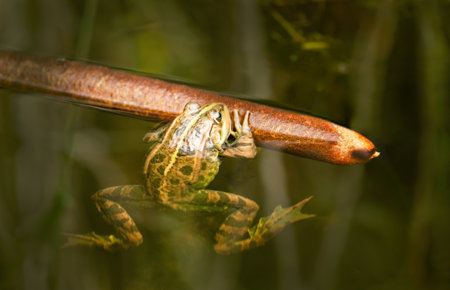Close-up of a marsh frog (Pelophylax ridibundus) holding to bulrush stem in still, reflective water, UKの写真素材