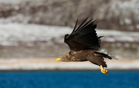 White-tailed sea eagle in flight, Norway.