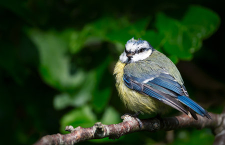 Portrait of a blue tit juvenile perched on a tree branch, UK.の写真素材
