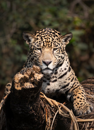 Close-up of a jaguar (Panthera onca) resting on a river bank, Pantanal, Brazil.