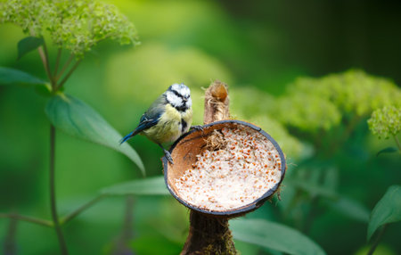 Blue tit juvenile feeding from suet filled coconut bird feeder in a garden, UK.