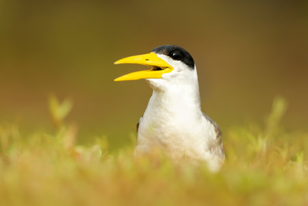 Portrait of a Yellow-billed tern in a meadow, Pantanal, Brazil.の写真素材