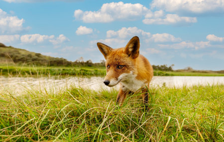Close-up of a red fox standing in green grass near a riverの写真素材