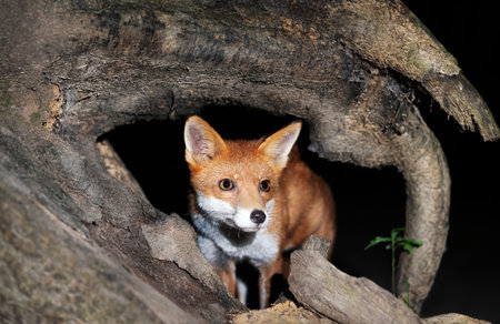 A charming portrait of a young red fox cub standing beside a fallen tree in a dark forest at night, UK.の写真素材