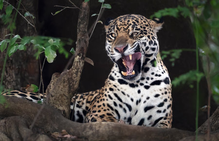 A striking close-up of a jaguar (Panthera onca) yawning, Pantanal, Brazil.