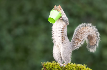 Grey squirrel eating nuts from a small green bucket on a mossy tree branch, UK.の写真素材