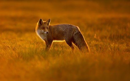 Close-up of a red fox walking in a meadow during a golden sunsetの写真素材