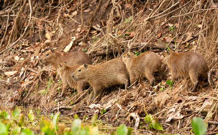 Close-up of Capybara group standing on a river bank in Pantanal, Brazilの写真素材